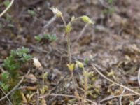 Cerastium semidecandrum Lyngsjö, Kristianstad, Skåne, Sweden 20170528_0099