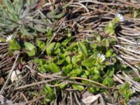 Cerastium semidecandrum Norra piren, Klagshamns udde, Malmö, Skåne, Sweden 20160506_0039