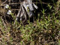 Cerastium tomentosum Horna fure, Kristianstad, Skåne, Sweden 20160505_0156