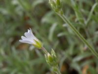 Cerastium tomentosum Scoutstugan, Bunkeflo strandängar, Malmö, Skåne, Sweden 20170507_0021