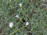 Cerastium tomentosum Scoutstugan, Bunkeflo strandängar, Malmö, Skåne, Sweden 20170507_0022