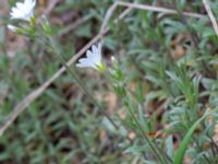 Cerastium tomentosum Scoutstugan, Bunkeflo strandängar, Malmö, Skåne, Sweden 20170507_0025