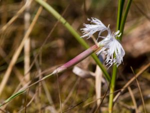 Dianthus arenarius - Sand Pink - Sandnejlika