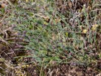 Dianthus arenarius ssp. arenarius Everöds gamla banvall, Kristianstad, Skåne, Sweden 20160508_0090