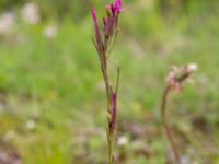 Dianthus armeria Svanetorpsvägen, Åkarp, Lomma, Skåne, Sweden 20160716_0096