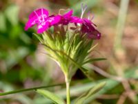 Dianthus barbatus Ödetorp 590 m N Lilla Holma, Höör, Skåne, Sweden 20180727_0017