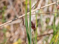 Dianthus carthusianorum Vanningen, Vellinge, Skåne, Sweden 20230610_0011