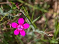 Dianthus deltoides Björka, Helsingborg, Skåne, Sweden 20240601_0030