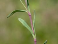 Dianthus deltoides Björka, Helsingborg, Skåne, Sweden 20240601_0034