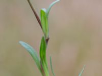 Dianthus deltoides Lagerbrings väg, Lund, Skåne, Sweden 20190712_0055