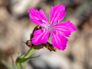 Dianthus giganteiformis - Systranejlika