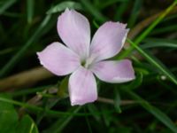 Dianthus gratianopolitanus Ärtholmsvägen, Malmö, Skåne, Sweden 20230912_0009