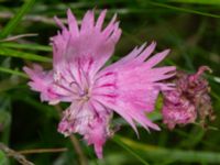 Dianthus plumarius Ärtholmsvägen, Malmö, Skåne, Sweden 20230912_0001