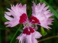 Dianthus plumarius Ärtholmsvägen, Malmö, Skåne, Sweden 20230912_0014