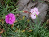 Dianthus plumarius Scaniaparken, Malmö, Skåne, Sweden 20240629_0020