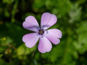 Eudianthe coeli-rosa - Rose Catchfly - Nejlikglim