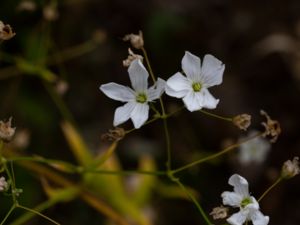 Gypsophila elegans - Annual Baby´s Breath - Sommarslöja