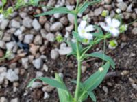 Gypsophila elegans Ärtholmsvägen, Malmö, Skåne, Sweden 20180811_0006