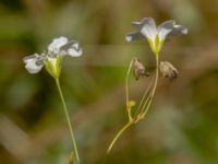 Gypsophila elegans Kroksbäcksstigen, Malmö, Skåne, Sweden 20190630_0089