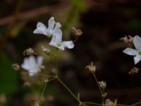 Gypsophila elegans Kroksbäcksstigen, Malmö, Skåne, Sweden 20190702_0013