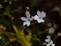 Gypsophila elegans Kroksbäcksstigen, Malmö, Skåne, Sweden 20190702_0014