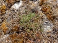 Gypsophila fastigiata Dröstorps alvar, Mörbylånga, Öland, Sweden 20180810_0062