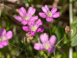 Gypsophila muralis - Annual Gypsophila - Grusnejlika