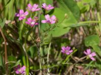 Gypsophila muralis Deponi Skanörs vångar, Falsterbohalvön, Vellinge, Skåne, Sweden 20170814_0015