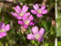 Gypsophila muralis Deponi Skanörs vångar, Falsterbohalvön, Vellinge, Skåne, Sweden 20170814_0017