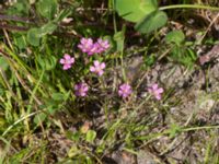 Gypsophila muralis Deponi Skanörs vångar, Falsterbohalvön, Vellinge, Skåne, Sweden 20170814_0020