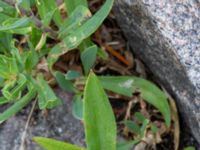 Gypsophila repens Skyttelgatan, Malmö, Skåne, Sweden 20190731_0037