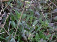 Holosteum umbellatum Åkerby, Mörbylånga, Öland, Sweden 20160410_0044