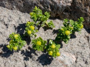 Honckenya peploides - Sea Sandwort - Saltarv