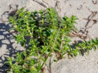 Honckenya peploides ssp. peploides Gamla Viken, Helsingborg, Skåne, Sweden 20180702_0023