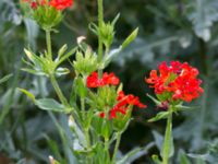 Lychnis chalcedonica Svanetorpsvägen, Åkarp, Lomma, Skåne, Sweden 20160629_0006