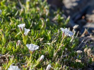 Minuartia arctica - Arctic Stitchwort