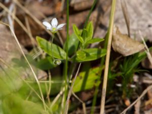 Moehringia lateriflora - Grove Sandwort - Ryssnarv