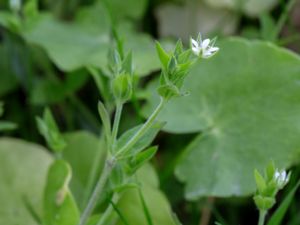 Moehringia trinervia - Three-nerved Sandwort - Skogsnarv