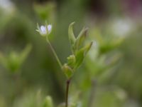 Moehringia trinervia Svanetorpsvägen, Åkarp, Lomma, Skåne, Sweden 20150528_0082