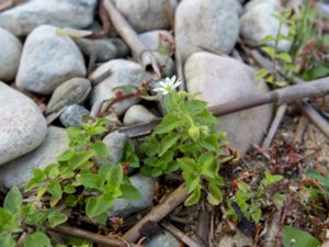 Myosoton aquaticum - Water Chickweed - Sprödarv