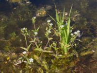 Myosoton aquaticum Vombs östra vattenverksdammar, Lund, Skåne, Sweden 20240801_0178