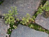 Polycarpon tetraphyllum Kattesund, Lund, Skåne, Sweden 20170704_0001