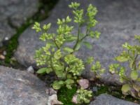 Polycarpon tetraphyllum Kattesund, Lund, Skåne, Sweden 20170704_0002