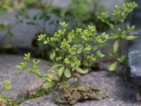 Polycarpon tetraphyllum Kattesund, Lund, Skåne, Sweden 20170704_0003