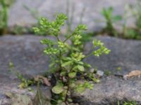 Polycarpon tetraphyllum Kattesund, Lund, Skåne, Sweden 20170704_0005