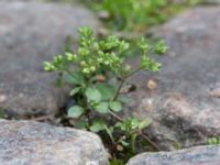 Polycarpon tetraphyllum Kattesund, Lund, Skåne, Sweden 20170704_0006