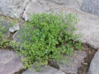 Polycarpon tetraphyllum Kattesund, Lund, Skåne, Sweden 20170704_0008