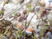 Sagina micropetala Packhusgatan, Malmö, Skåne, Sweden 20160522_0024