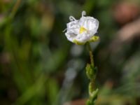 Sagina nodosa ssp. nodosa Eskiltorps ängar, Vellinge, Skåne, Sweden 20150803_0046