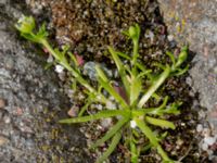 Sagina procumbens Utsättaregränden, Lund, Skåne, Sweden 20150608_0006